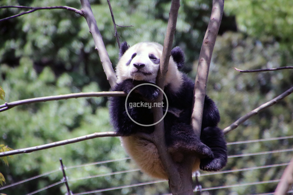 上野動物園パンダの絶大な経済波及効果