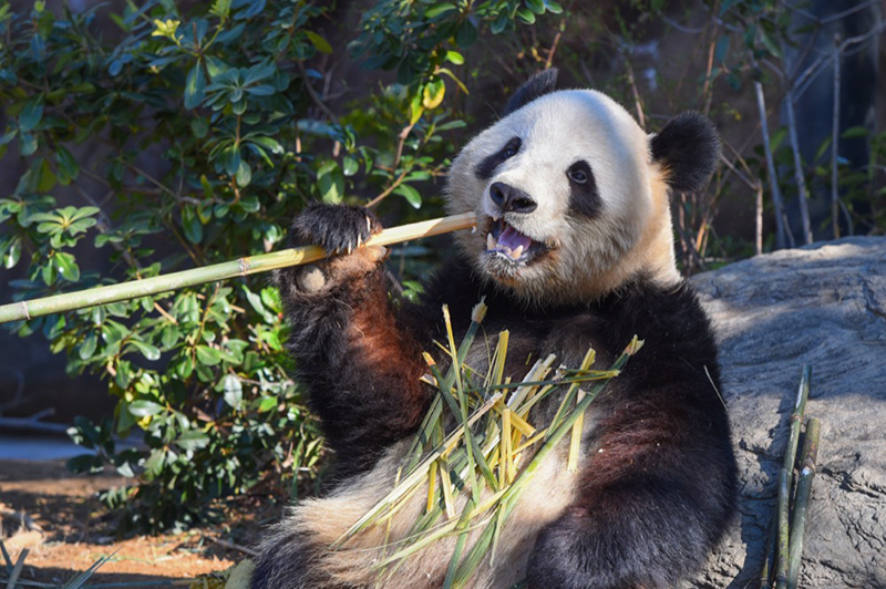シャオレイの観覧方法が変わります